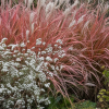 Мискантус китайский (Miscanthus sinensis) Ротер Пфейл С2 НСп/26