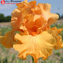 Основное изображение товара