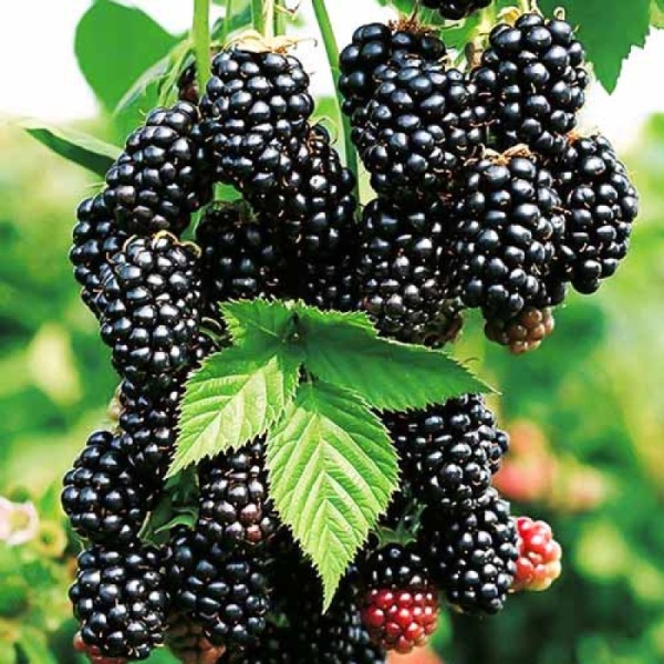 Основное изображение товара