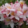 Азалия крупноцветковая (Azalea) 'Satomi' 40-60 С5 ПЧ/24