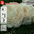 Пион молочноцветковый 