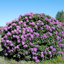 Основное изображение товара