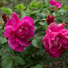 Основное изображение товара