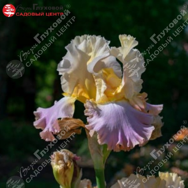 Ирис германский  "Сансет Скай" на фото