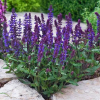 Шалфей дубравный (Salvia nemerosa) Нью Дименшн Блю С2 ГлХ/26