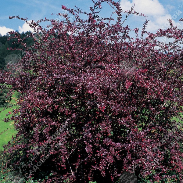 Барбарис Тунберга "Ред Чиф" на фото