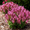 Шалфей дубравный (Salvia nemerosa) Нью Дименшн Роуз С2 ГлХ/26