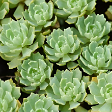 Основное изображение товара