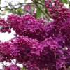 Сирень обыкновенная (Syringa vulgaris) Памяти Людвига Шпета С3 СП/24