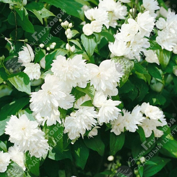 Чубушник венечный "Шнеештурм" на фото