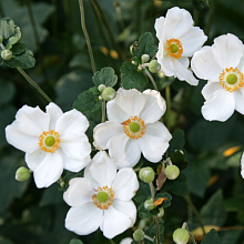 Основное изображение товара