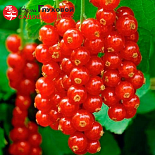 Смородина Уральская красная (среднего срока созревания)