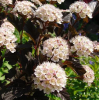 Пузыреплодник калинолистный (Physocarpus opulifolius) Саммер Вайн 40-60 С3 БдН/26