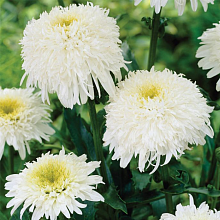 Основное изображение товара