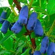 Жимолость 