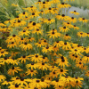 Рудбекия блестящая (Rudbeckia fulgida) С2 ГлХ/26