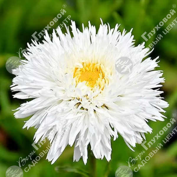Нивяник великолепный "Санте" на фото