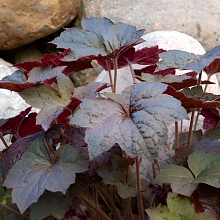 Основное изображение товара