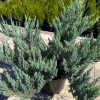 Можжевельник средний (Juniperus media) Блю Шиффон 20-25 С2 НКк/26