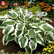 Хоста 
