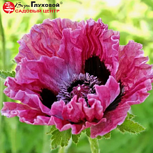 Основное изображение товара