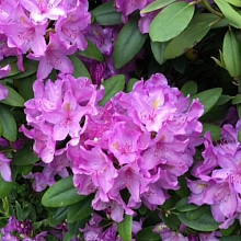 Основное изображение товара