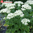 Очиток видный  