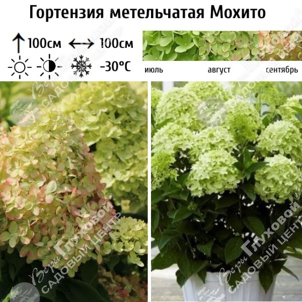 Гортензия метельчатая "Мохито" на фото