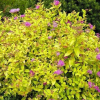 Спирея японская (Spiraea japonica) Голдмаунд   С3 СП/25