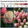 Гортензия метельчатая (Hydrangea paniculata) Квик Файер Фаб Р9 СП/25