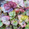 Гейхера гибридная (Heuchera x hybrida) Циркус С2 СП/25