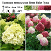 Гортензия метельчатая (Hydrangea paniculata) Литтл Лайм  Пунш С2 НАп/26