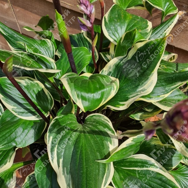 Хоста "Сорбет" на фото