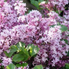 Сирень Мейера (Syringa meyeril) Палибин 40-50 С7,5 ГШт/26