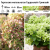 Гортензия метельчатая (Hydrangea paniculata) Гарденлайт Гринлайт С3 СП/24