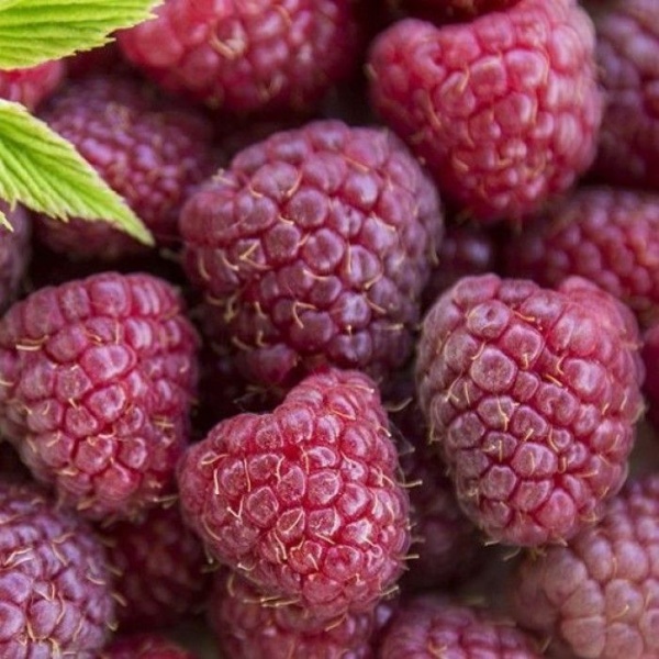 Основное изображение товара