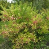 Бересклет европейский (Euonymus europaeus) 40-60 С5 БАл/25