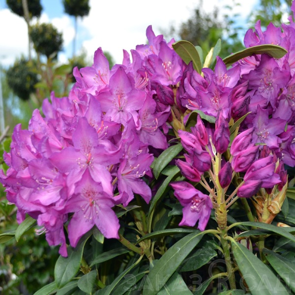 Основное изображение товара