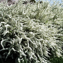 Основное изображение товара