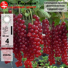 Основное изображение товара