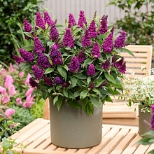 Основное изображение товара