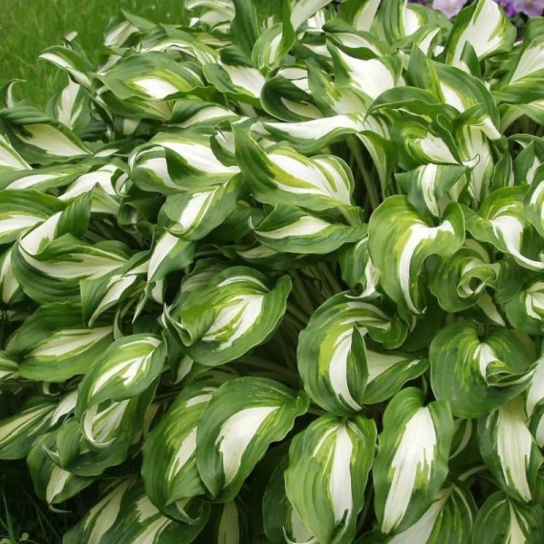 Основное изображение товара