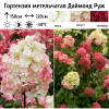 Гортензия метельчатая (Hydrangea paniculata) Даймонд Руж Р9 СП/26