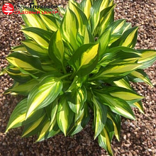 Основное изображение товара