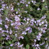 Душевик котовниковый (Calamintha nepeta) Марвелетт Блю С2 РФр/26
