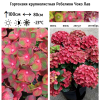 Гортензия крупнолистная "Ребелион Чоко Лав" на фото