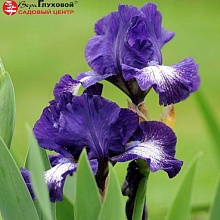 Основное изображение товара