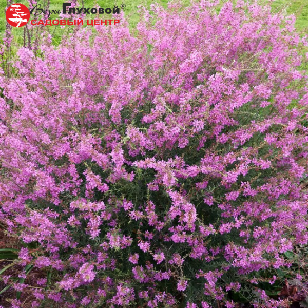 Основное изображение товара