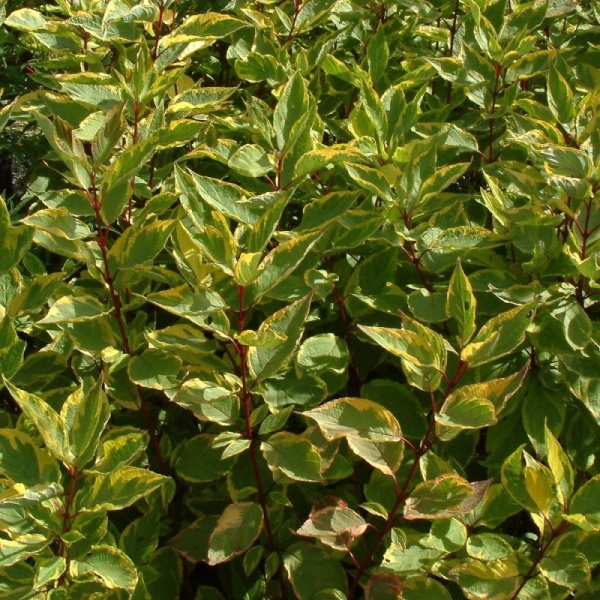 Основное изображение товара