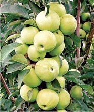 Яблоня Колонновидная Медок (летний сорт)